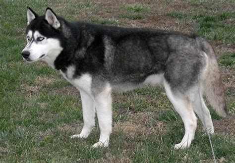 Siberian Husky Coat Colors | DVSHR