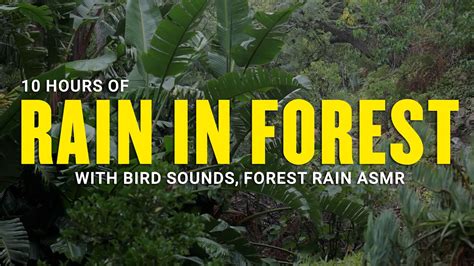 10 hours of Forest Rain with Bird Sounds | Rain in Forest asmr - YouTube