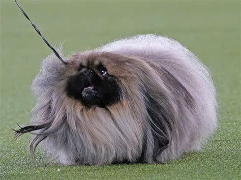 A Pekingese Named Wasabi Won The 2021 Westminster Dog Show : NPR