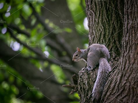 Squirrel in tree | High-Quality Animal Stock Photos ~ Creative Market