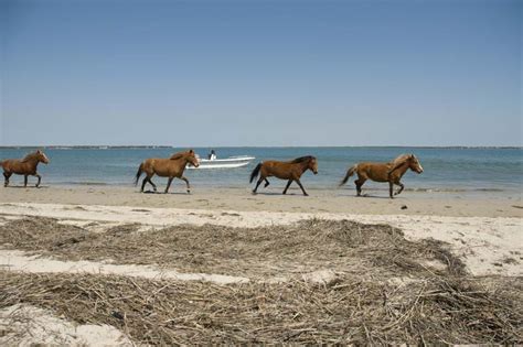 Wild Horses At Shackleford Banks