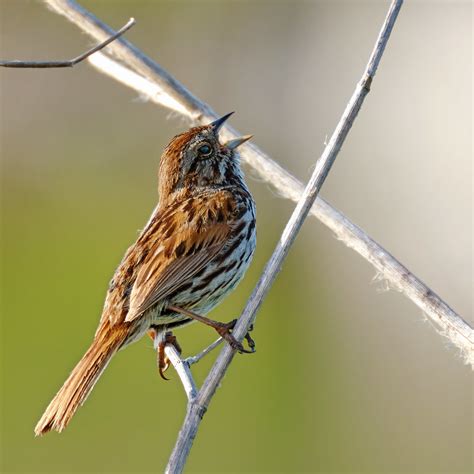 Singing! | A song sparrow singing at the local pond ️ | _Veit_ | Flickr