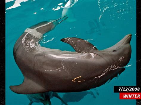 Winter the Dolphin from 'Dolphin Tale' Dead at 16 After Infection