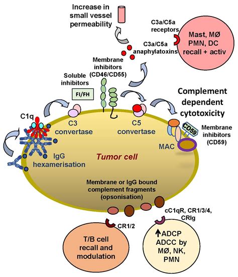 Majestätisch Hütte Schwächen mogamulizumab mechanism of action Die ganze Zeit Aberglaube mach weiter