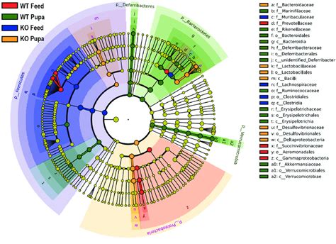 Comparing microbial variations of LEfSe analysis in different groups at... | Download Scientific ...