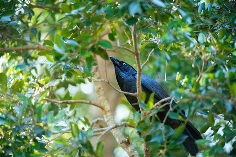 Waking up to the amazing sounds of Australian birds