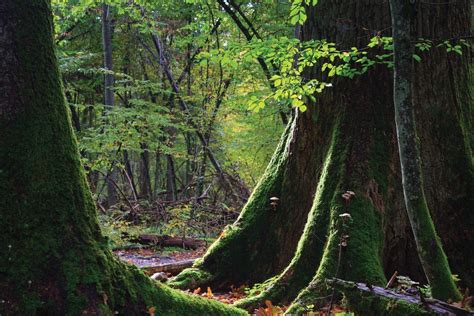 Under threat: Europe's old-growth forests | REVOLVE