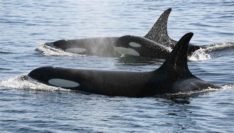 Resident Killer Whales and Salmon - Eagle Wing Tours Victoria, BC