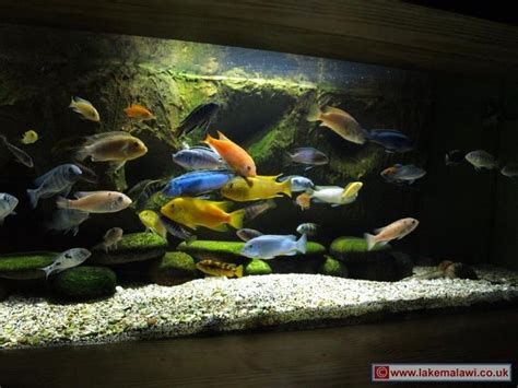 lake malawi cichlids - dream tank | Malawi Tank | Pinterest | Tropical fish tanks, Lake malawi ...