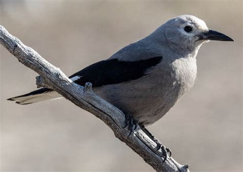 Colorado Birds: Pictures And Bird Identification Tips