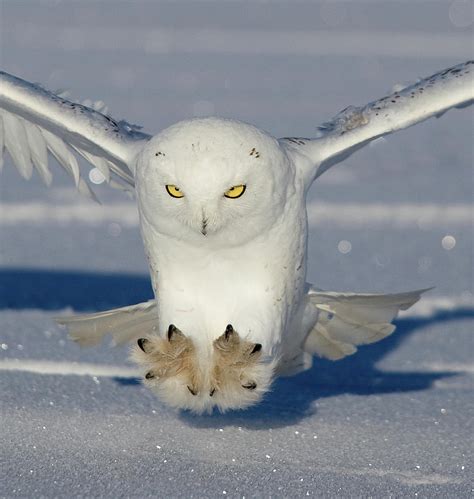 Snowy Owl Attack Photograph by Rob Palmer