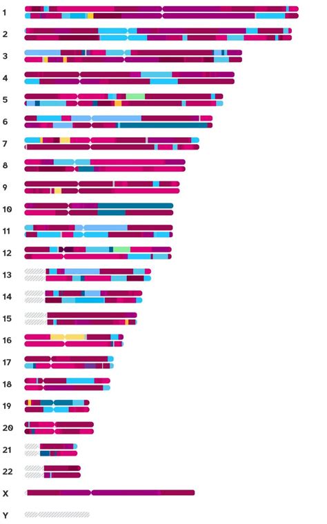 My Chromosome Painting : r/23andme