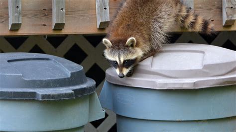 Banish Raccoons From Your Trash Cans With One Common Household Ingredient