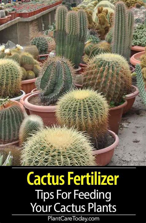 Cactus Fertilizer Diy - Do It Yourself