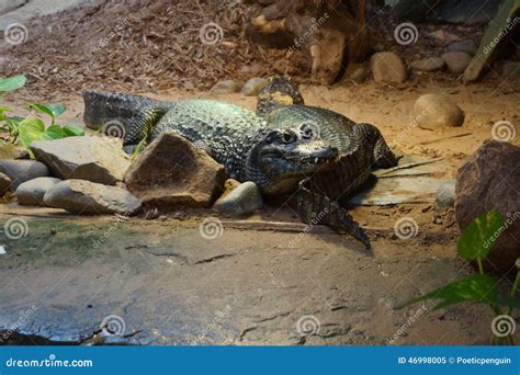 Yacare Caiman - Caiman Yacare Stock Image - Image of reptilia, caiman: 46998005