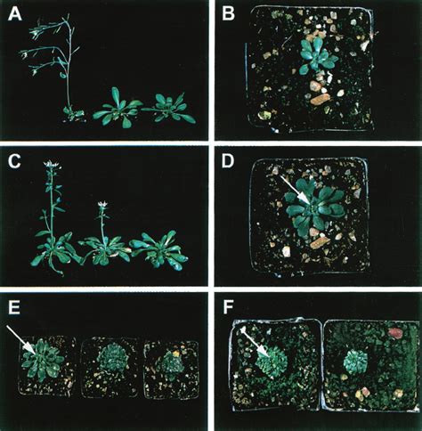 Photographs illustrating the phenotypes of plants carrying all eight... | Download Scientific ...