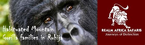 Habituated Mountain Gorilla families in Ruhija, Gorilla Groups in Bwindi