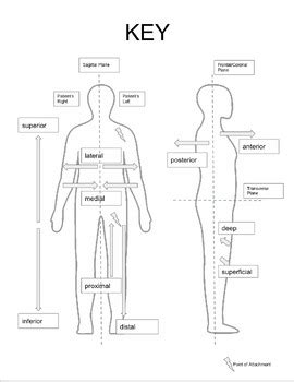 Anatomical Directions