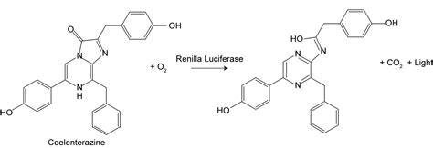 Renilla Luciferase Assay Kit 2.0 - Biotium