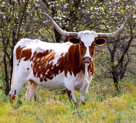 OK longhorn.....would make a nice rug! :) ©trish jobe photography ...