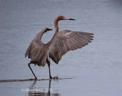 STOKES BIRDING BLOG: Reddish Egret, the rarest wading bird in North America!