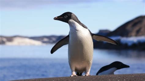 Adélie Penguins May Thrive in Warmer Antarctic | CBC Radio