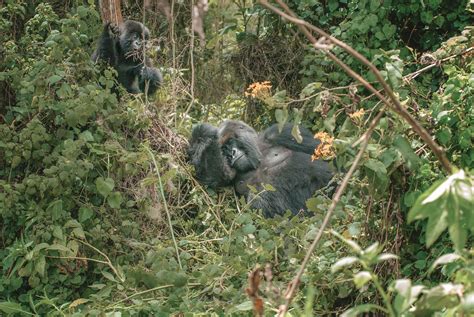 Rwanda Gorilla Trekking - EliteVoyage