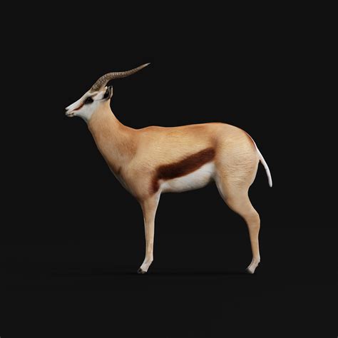 Springbok Antelope - Blender Market