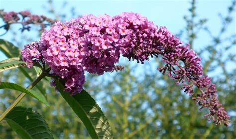 Share my Garden: Late summer flowers