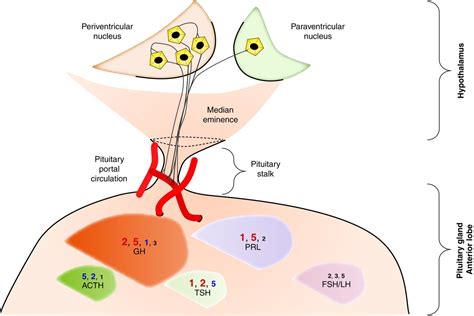 Somatostatin