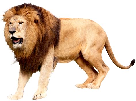 Lion PNG image - PngPix