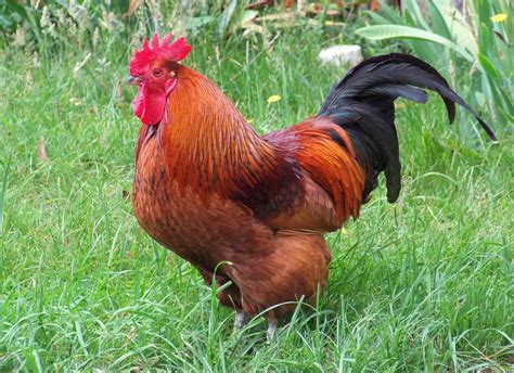 Rhode Island Red Chickens: Everything You Should Know