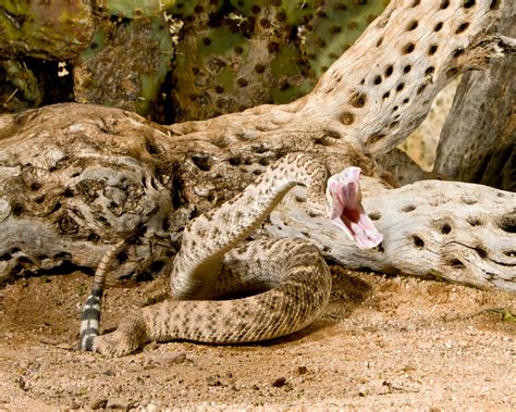 Western Diamondback Rattlesnake Facts and Pictures | Reptile Fact