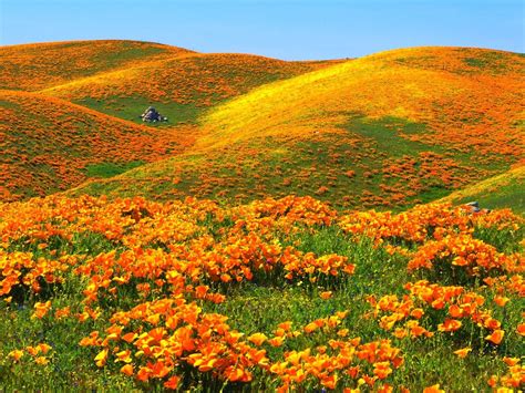 California Poppies - deedeeflower Wallpaper (19543734) - Fanpop