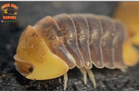 12 Cool Types of Isopods to Collect (Species + Color Morphs ...