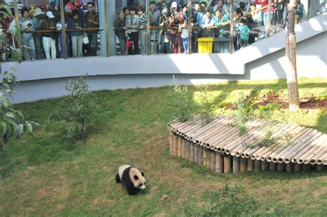 Dalian Forest Zoo opens Panda Exhibit