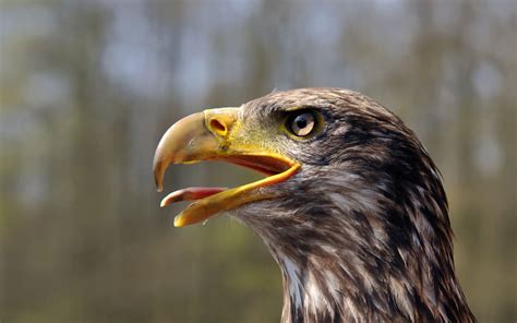 Roofvogel Cool Wallpaper, Desktop Wallpaper, Eagle Head, Desktop ...