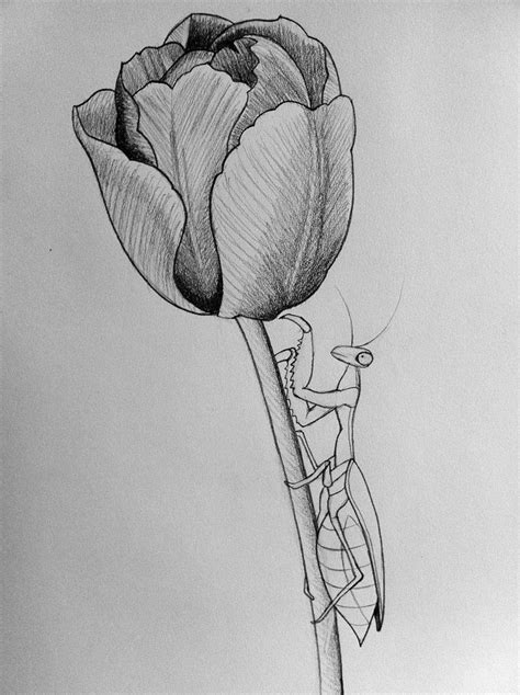 Tulip Drawing at PaintingValley.com | Explore collection of Tulip Drawing