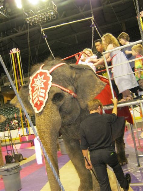 Eliana's Elephants: Eliana Enjoys Her First Circus Elephant Ride