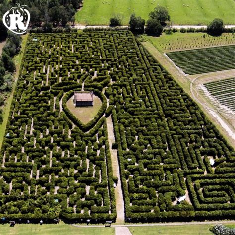 Redberry Maze in George hailed as one of the most amazing in the world