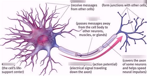 Neuron Diagram | Quizlet