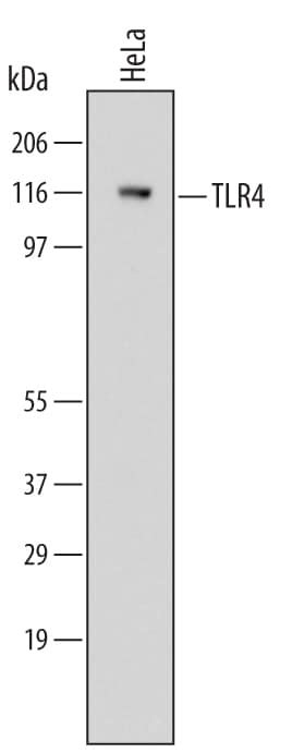 Human TLR4 Antibody MAB14782: R&D Systems