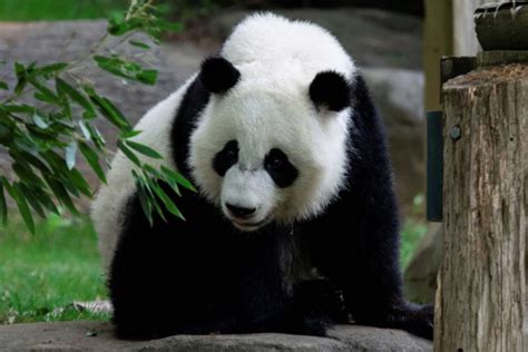 All 4 Of Zoo Atlanta’s Giant Pandas Celebrate Birthdays | Georgia ...