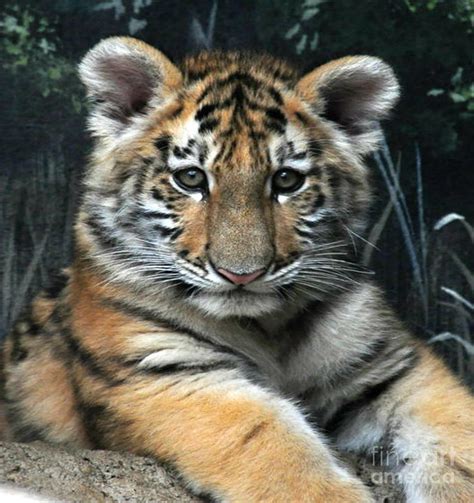 Bengal Tiger Cub Im The Baby Photograph by Scott B Bennett