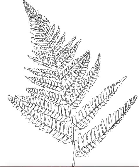 Simple Fern Drawing at GetDrawings | Free download