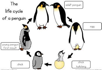 Penguin life cycle worksheet | Penguin life cycle, Penguin life, Life cycles