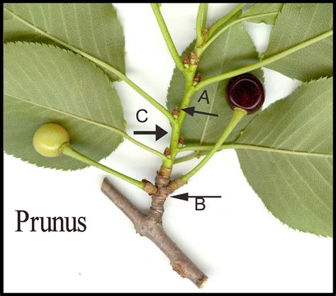 Prunus