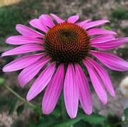 Echinacea Purpurea - Gardens America