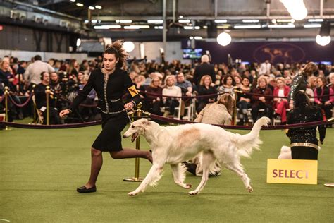 Photos from the 2020 Westminster Dog Show