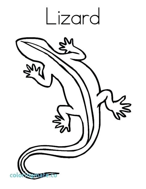 Lizard Outline Drawing at PaintingValley.com | Explore collection of Lizard Outline Drawing